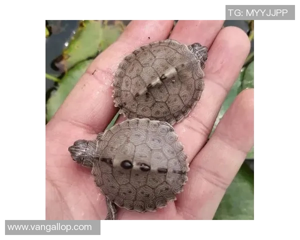 探索足球斑龟的生态习性与保护现状以及其在海洋生态系统中的重要角色